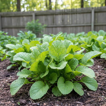 Feaster Family Heirloom Mustard Seeds