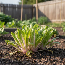 Pink Star Endive Seeds for Home Garden