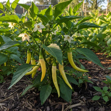 Pepper Caloro Seeds – Organic Heirloom Chili Pepper for Planting