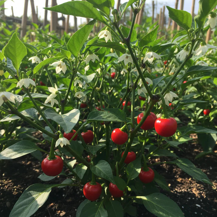 Pepper Button Red Seeds – Heirloom Chili Variety for Planting