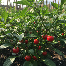 Pepper Button Red Seeds – Heirloom Chili Variety for Planting