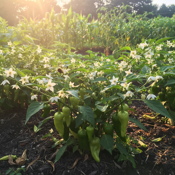 Pepper Akabare Khursani Seeds – Heirloom Chili Variety for Planting