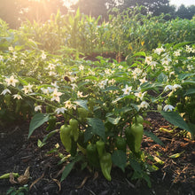 Pepper Akabare Khursani Seeds – Heirloom Chili Variety for Planting