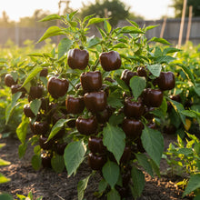 Miniature Chocolate Bell Pepper Vegetable Seeds for Planting