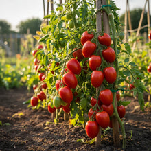 Tomato Bellandine Vegetable Seeds for Planting