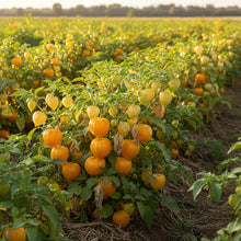 Yellow Tomatillo Vegetable Seeds for Planting