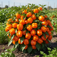 Orange Sweet Pepper Seeds for Garden Planting