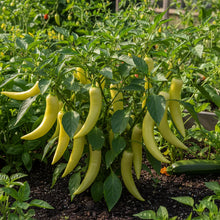 Sweet Banana Pepper Vegetable Seeds for Home Gardening