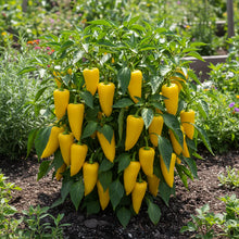 Sweet Pepper Lemon Dream Seeds for Garden Planting