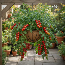 Tomato Cherry Falls Seeds for Garden Planting