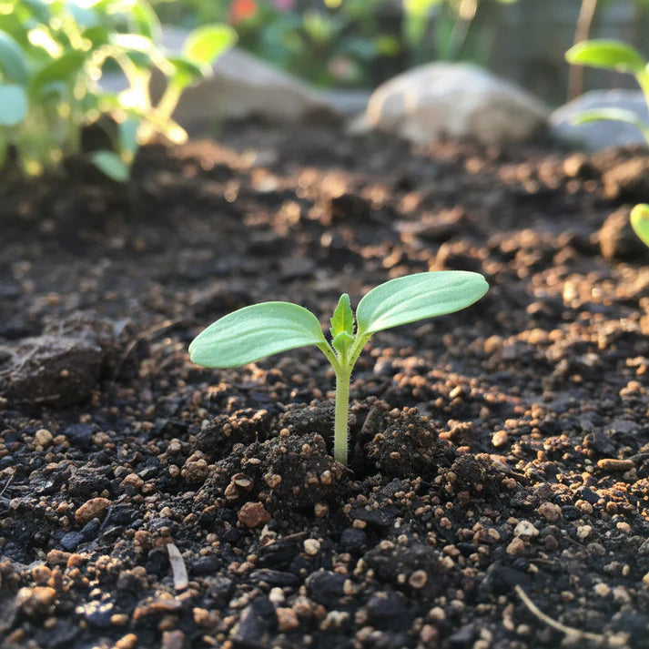 Tomato Henderson Winsall Seeds – Heirloom Tomato Seeds for Home Garden