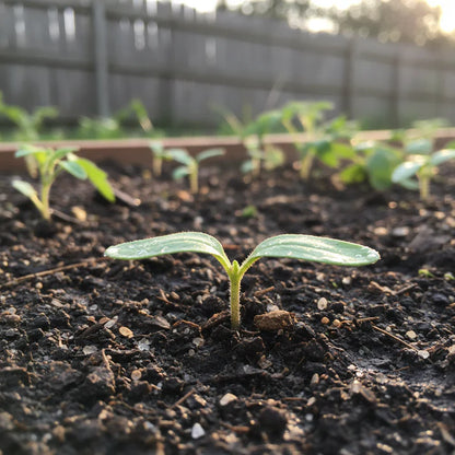 Tomato Great White Seeds – Heirloom Tomato Seeds for Home Garden