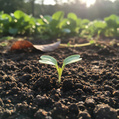 Organic White Pak Choi Seeds for Home Garden