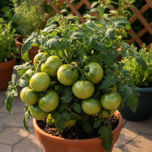 Tomato Dwarf Beryl Beauty Seeds – Dwarf Tomato Seeds for Home Garden