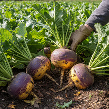 Swede Gowrie Vegetable Seeds for Garden Planting