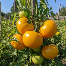Tomato Ilse Yellow Latvian Seeds – Heirloom Tomato Seeds for Home Garden