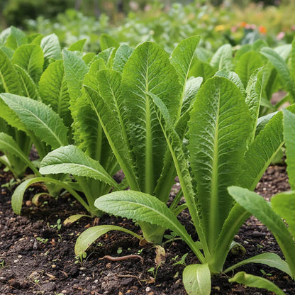 Premium Asparagus Lettuce Celtuce Vegetable Seeds for Planting