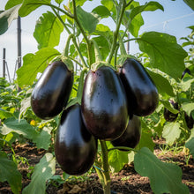 Florida Market Eggplant Seeds – Eggplant Seeds for Home Garden