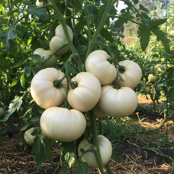 Tomato Great White Seeds – Heirloom Tomato Seeds for Home Garden