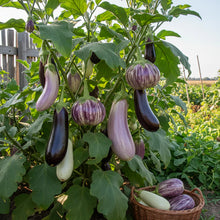 Eggplant Heirloom Mix Seeds – Eggplant Seeds for Home Garden