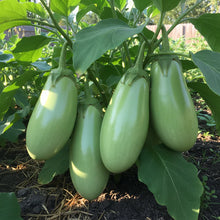 Green Eggplant Seeds for Home Gardening