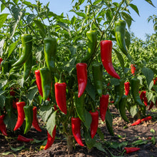Hot Jalisco F1 Seeds – Chilli Pepper Seeds for Home Garden