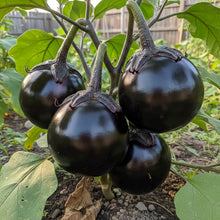 Japanese Kamo Eggplant Seeds – Eggplant Seeds for Home Garden