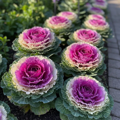 Flowering Cabbage Seeds for Garden Planting
