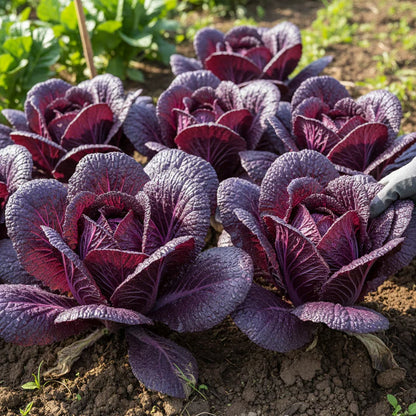 Purple Chinese Cabbage Seeds for Home Gardening