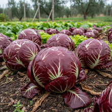 Rossa Di Verona Radicchio Seeds for Planting