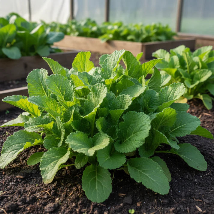 Tender Green Mustard Vegetable Seeds for Planting