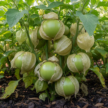 Tomatillo Verde Vegetable Seeds for Home Gardening