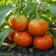 Eggplant Turkish Orange Seeds – Eggplant Seeds for Home Garden
