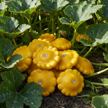Organic Early Yellow Bush Scallop Patty Pan Squash Seeds for Home Gardening