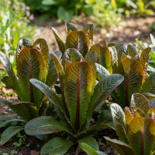 Organic Red Romaine Lettuce Seeds for Planting