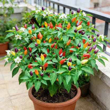 Ornamental Chili Choice Mixed Seeds for Planting