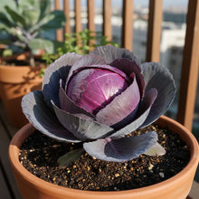 Red Drumhead Cabbage Seeds for Home Gardening