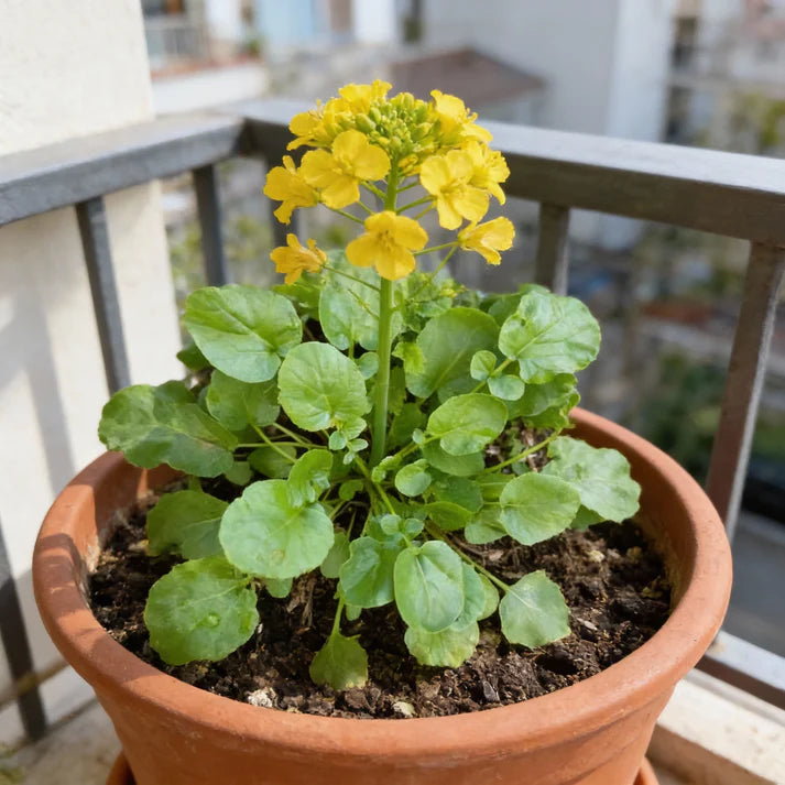 American Land Cress Seeds for Home Garden