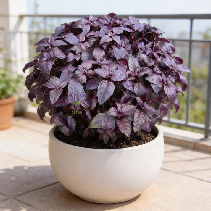 Dark Red Opal Basil Seeds for Home Gardens