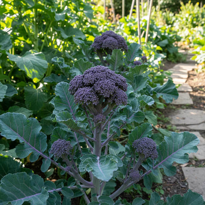 Purple Broccoli Heirloom Seeds for Home Garden