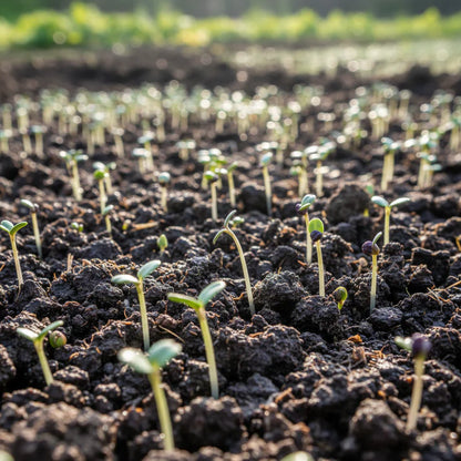 Purple Broccoli Heirloom Seeds for Home Garden