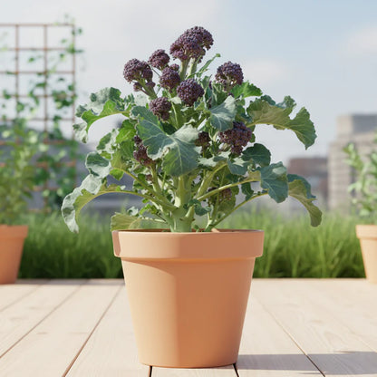 Broccoli Rudolph Seeds for Garden Planting