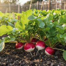 Radish Globe Sparkler Seeds for Planting