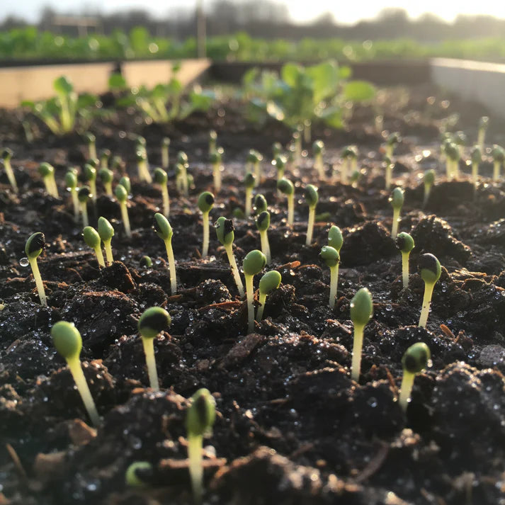 Radish Globe Sparkler Seeds for Planting