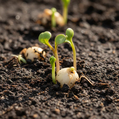 Albino Beet Seeds for Home Garden Planting