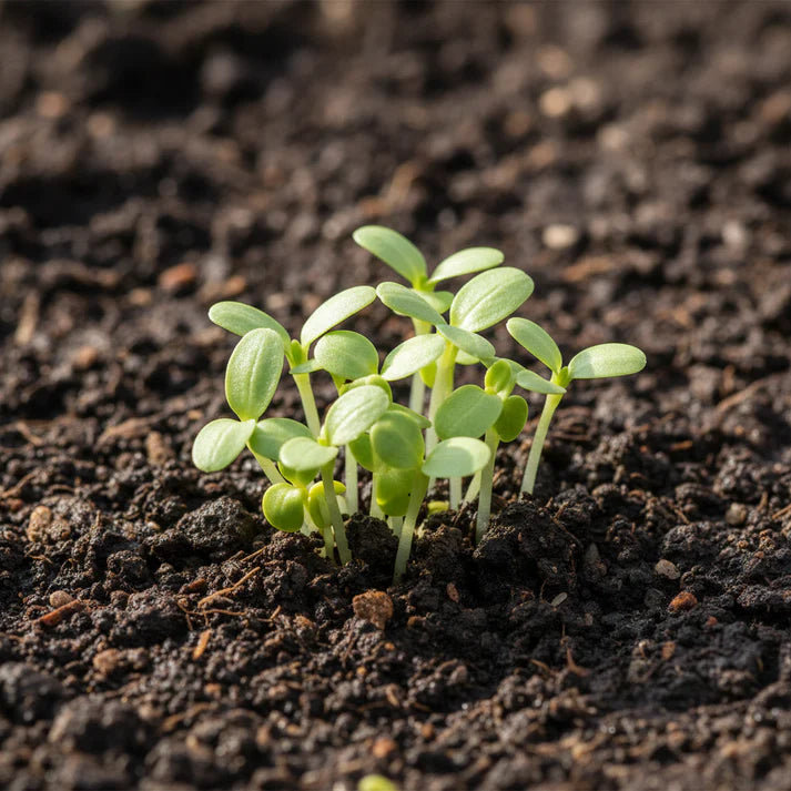 Goose Lettuce Seeds for Home Garden