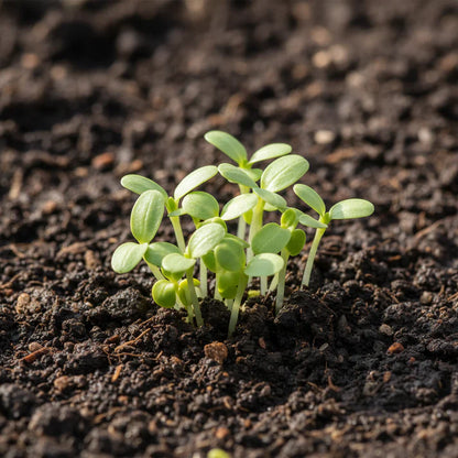 Goose Lettuce Seeds for Home Garden