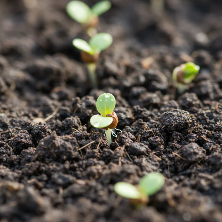 Green Oakleaf Lettuce Seeds for Home Garden