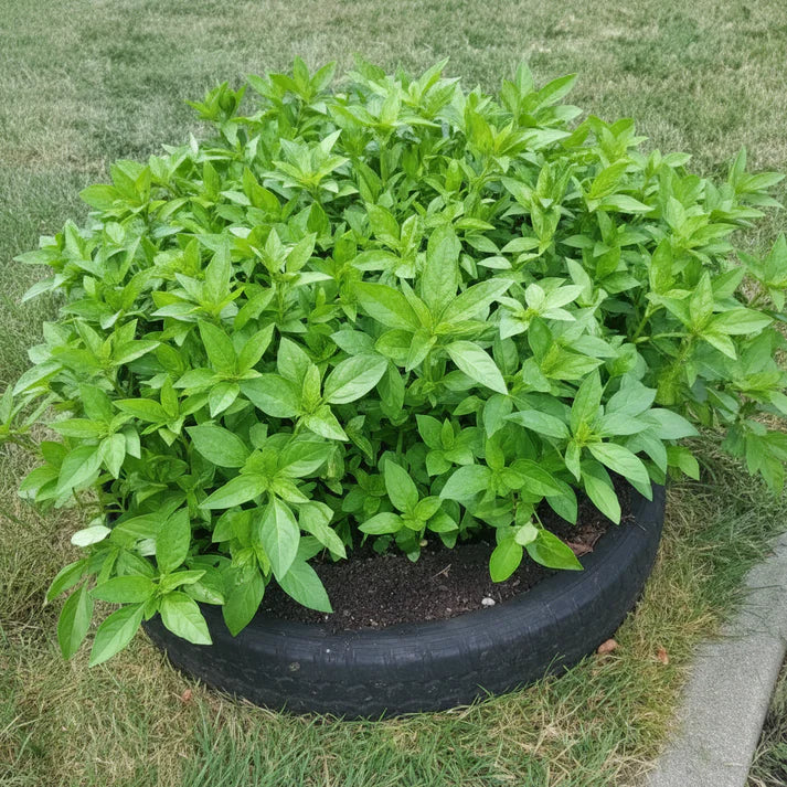 Egyptian Spinach Seeds for Planting (Molokhia)