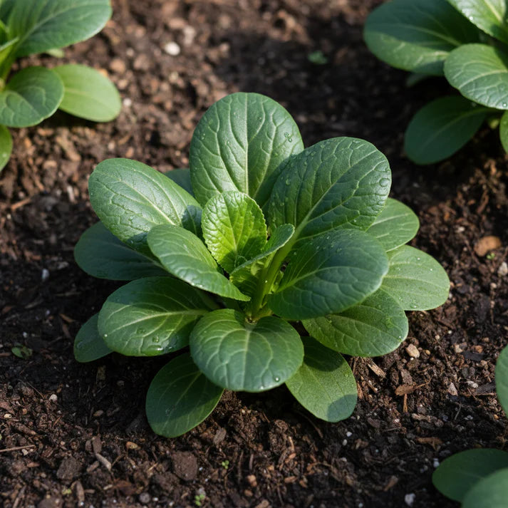 Tatsoi Leafy Vegetable Seeds for Home Garden